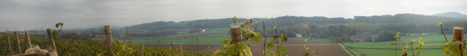 Wijngaard Apostelhoeve - panoramafoto zuidelijke helling- panorama 2
